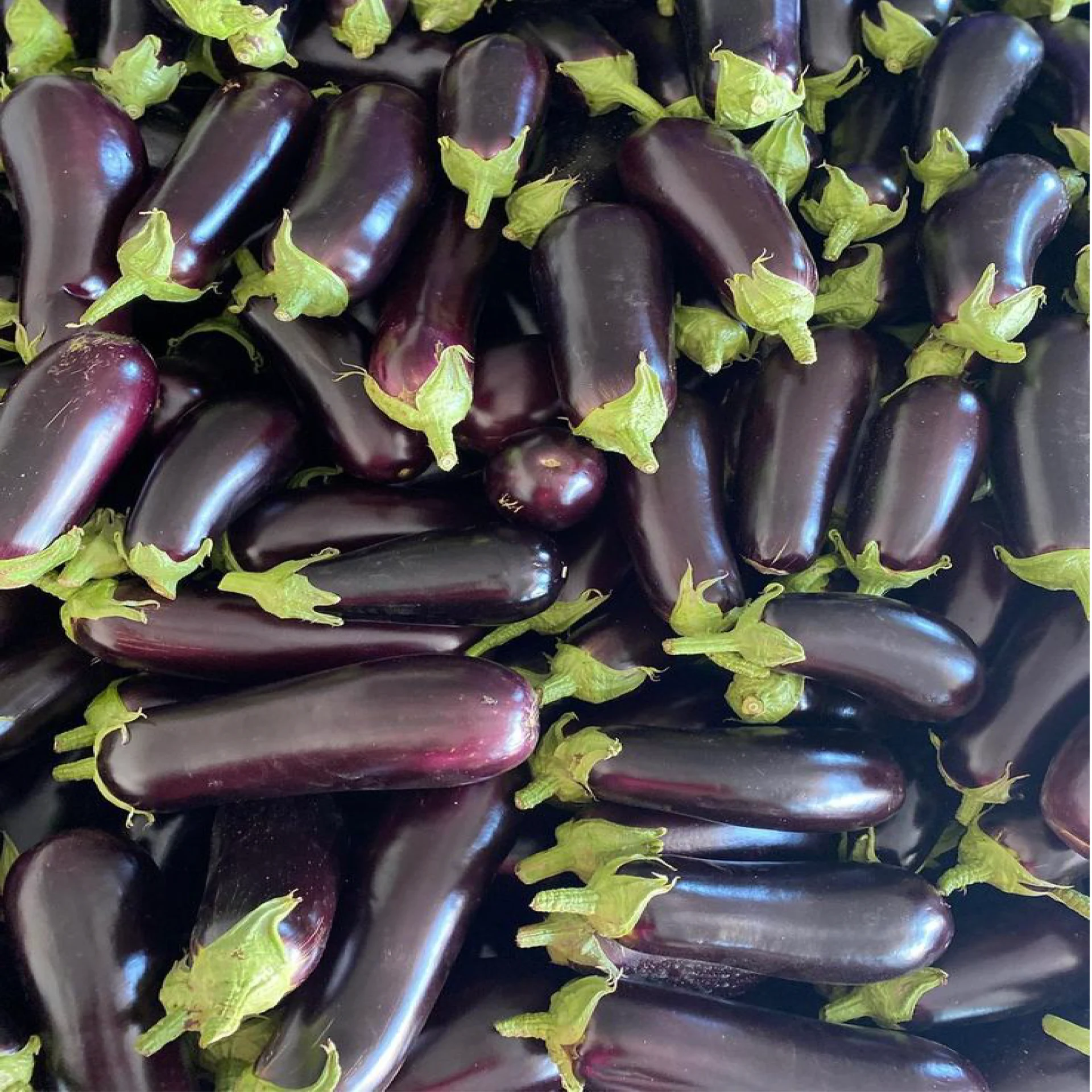 باذنجان
