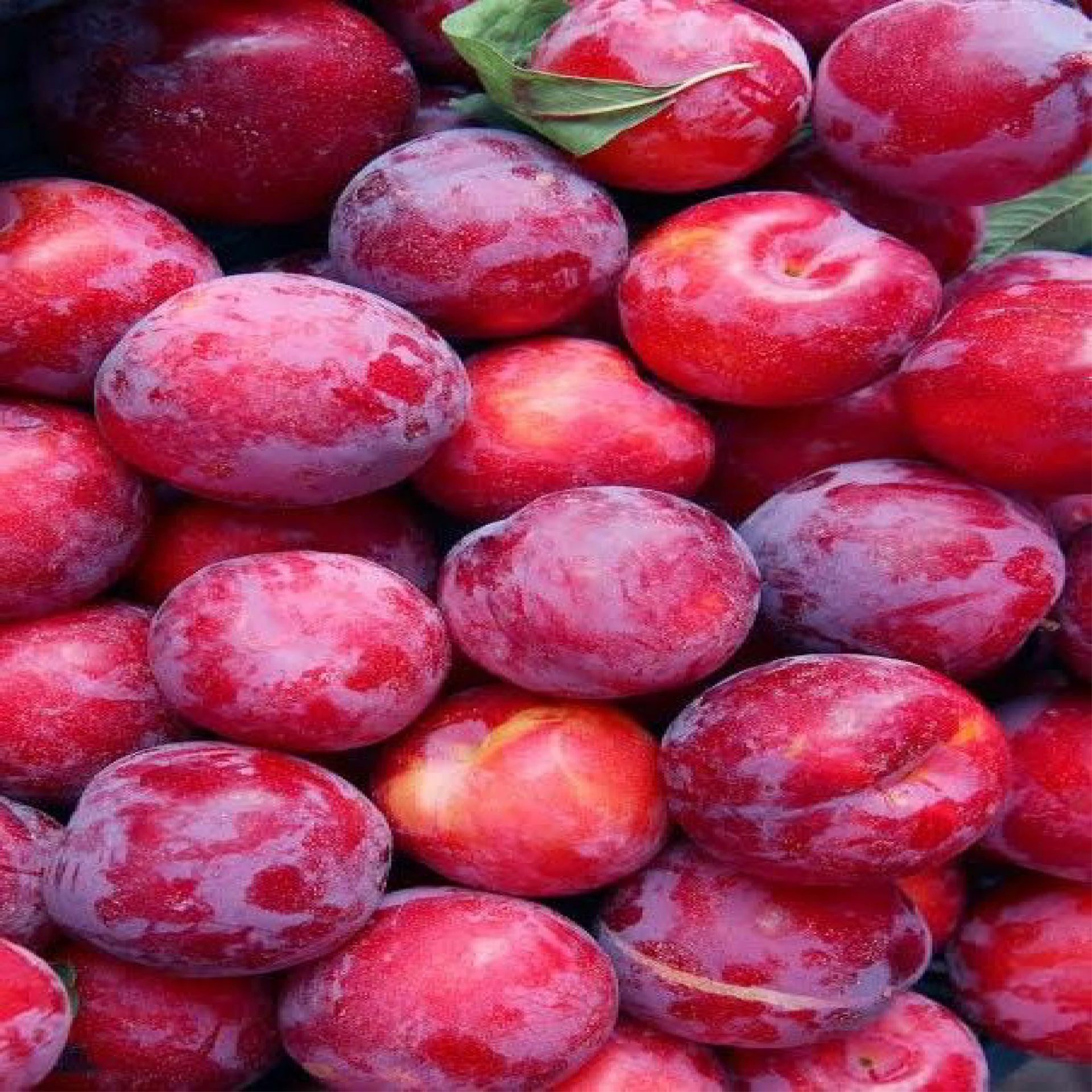 بخارة