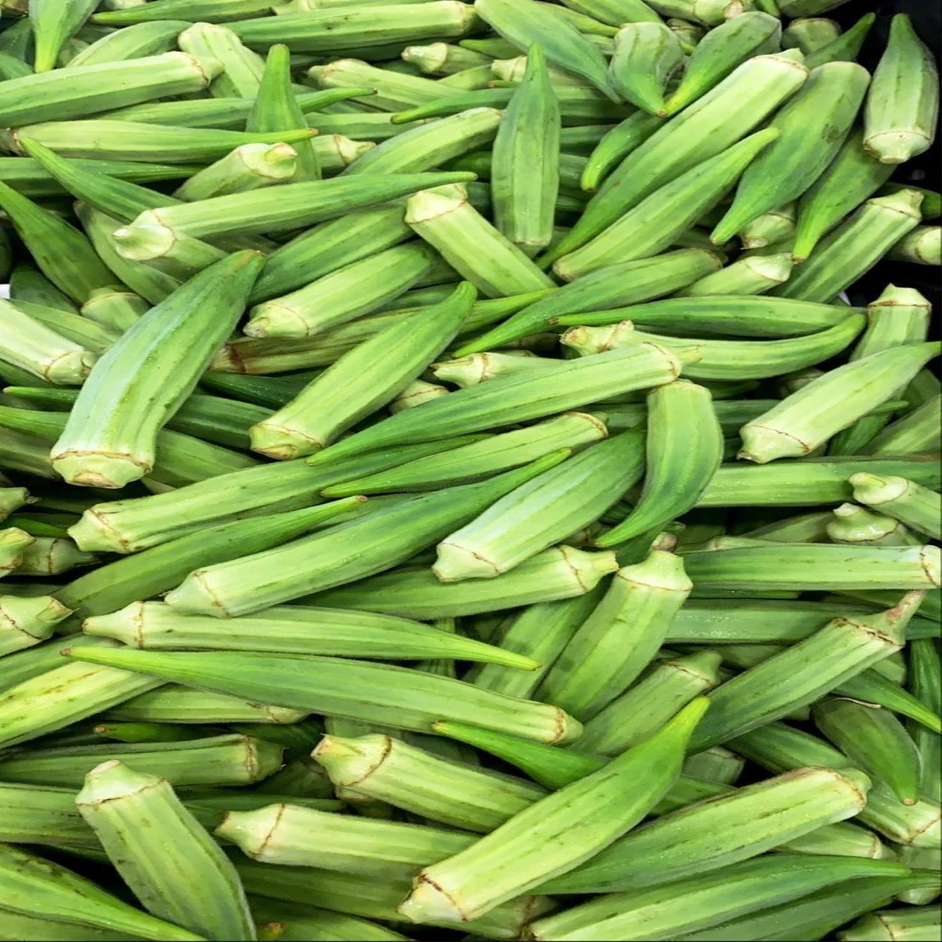 بامية