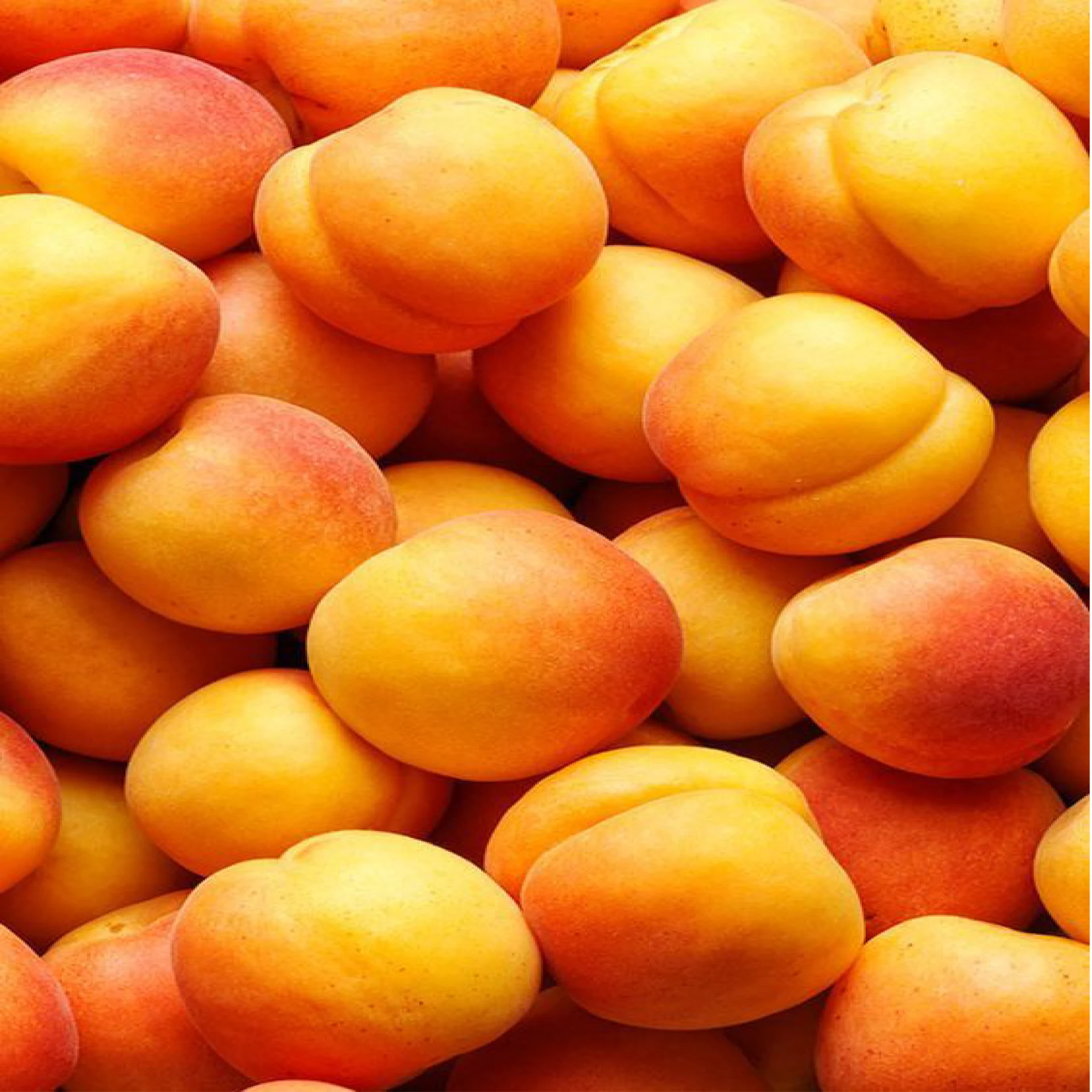 مشمش